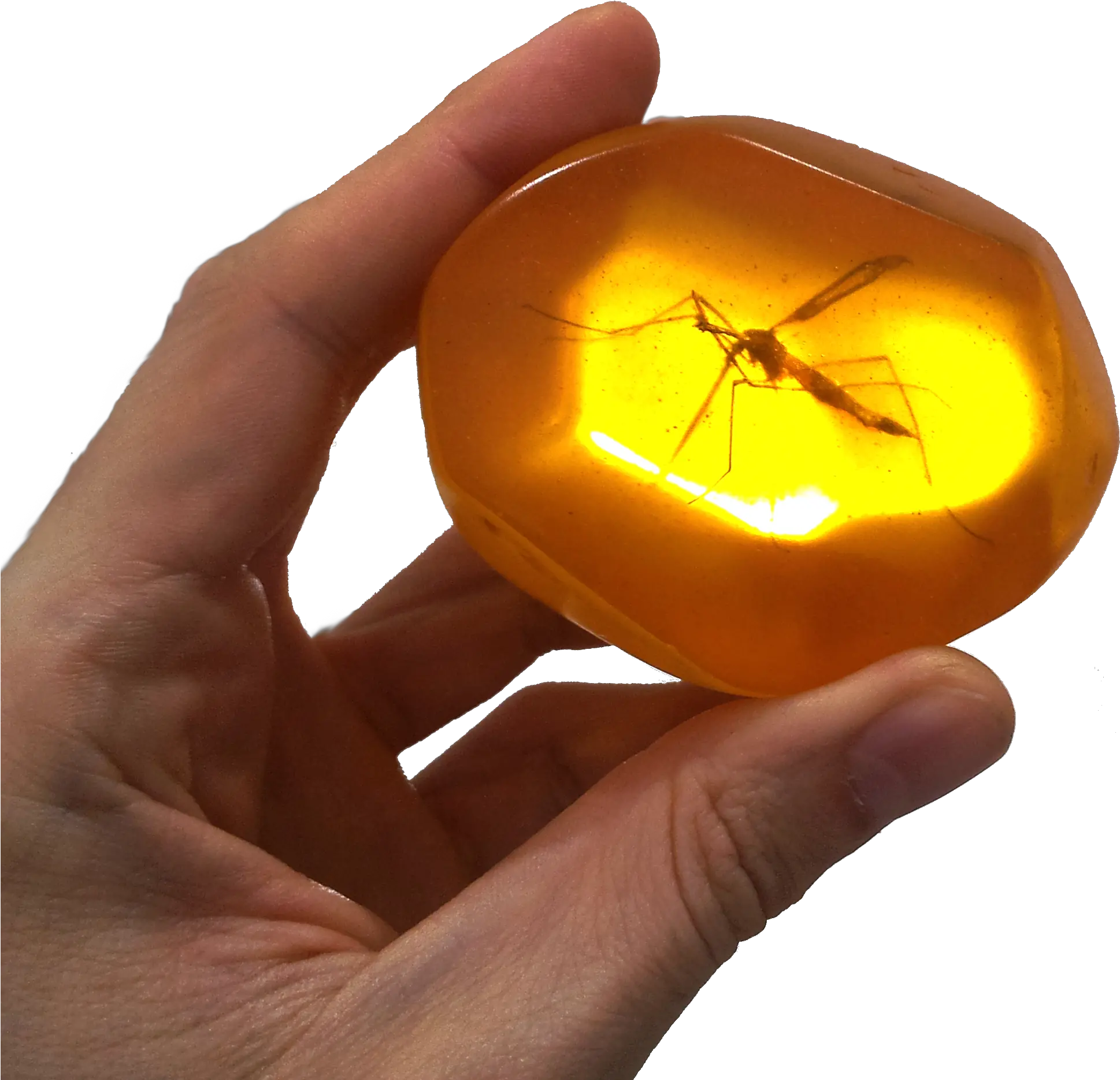 Download Hd Ambar 3m Mosquito Amber Png Mosquito Transparent