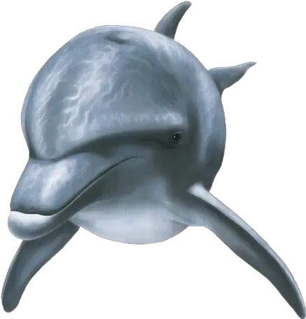 Dolphin Front View Dolphin Front View Png Dolphin Png