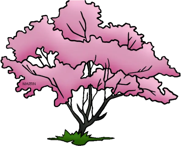 Pretty Clipart Dogwood Tree Virginia State Tree Drawing Missouri State Tree Drawing Png Tree Drawing Png png