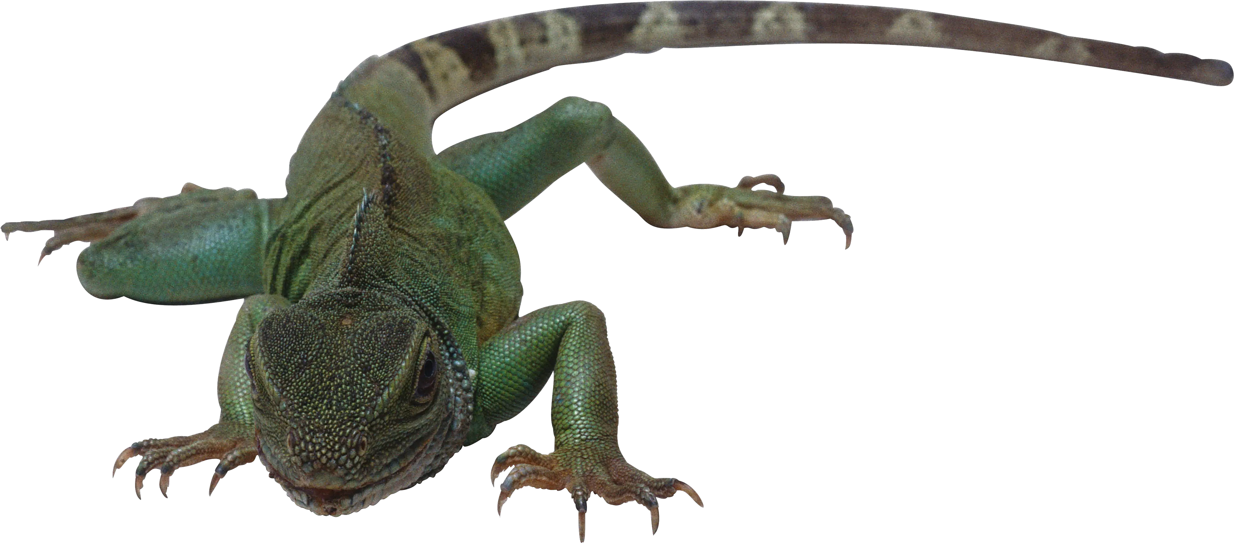 Lizard Png Transparent
