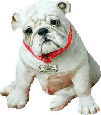 Dog Gif Picmix Englische Bulldogge Welpen Png Transparent Dog Gif