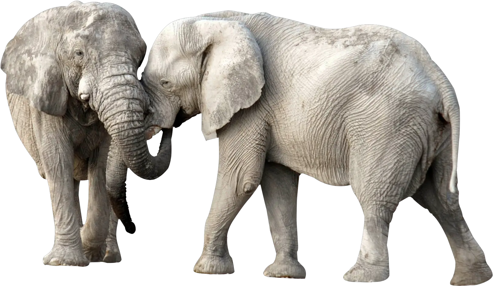 Download Elephant Fight Png Image For Free Elephants Png Fighting Png