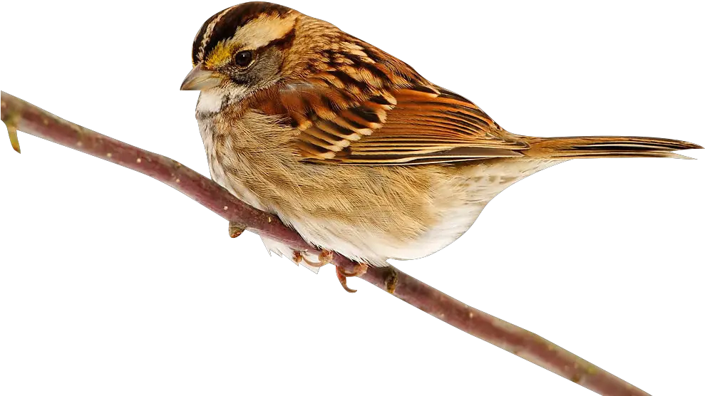 My Webpage Png Sparrow Png