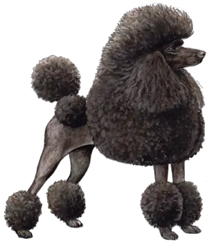 Toy Poodle Wisdom Panel Winky Lux Poodle Png Poodle Png