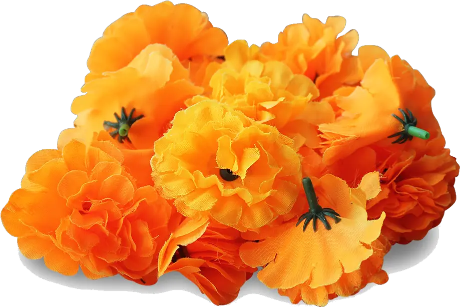 Mexican Marigold Flower Clip Art Transparent Marigold Flower Png Mexican Flowers Png
