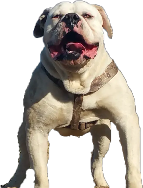 Download Hd Images Of American Bulldogs Amerikaanse Bulldog Transparant Png Bulldog Transparent Background