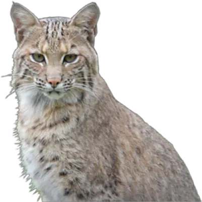 Download Free Png Bobcat Transparent Background Bobcat Png Bobcat Png