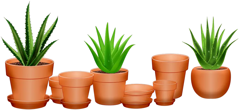 Aloe Vera Cactus Succulent Free Image On Pixabay Einladung Aloe Vera Png Aloe Png