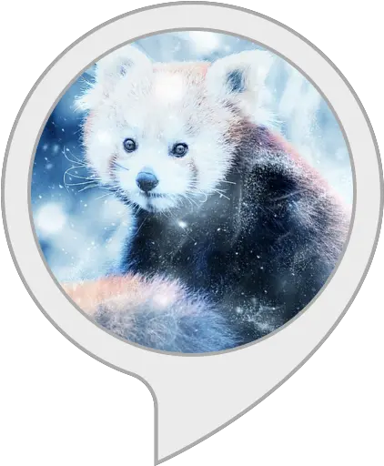 Amazoncom Red Panda Facts Alexa Skills Wall Clock Png Red Panda Transparent