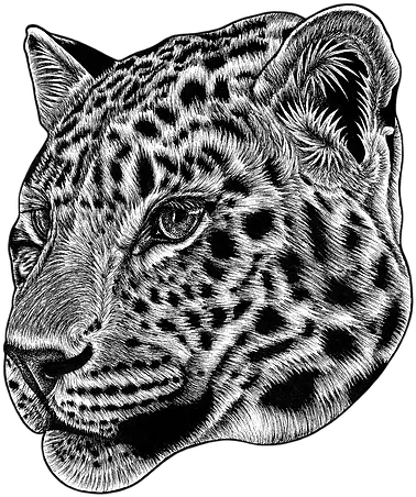 Ink Drawings Amur Leopard Transparent Png Snow Leopard Png
