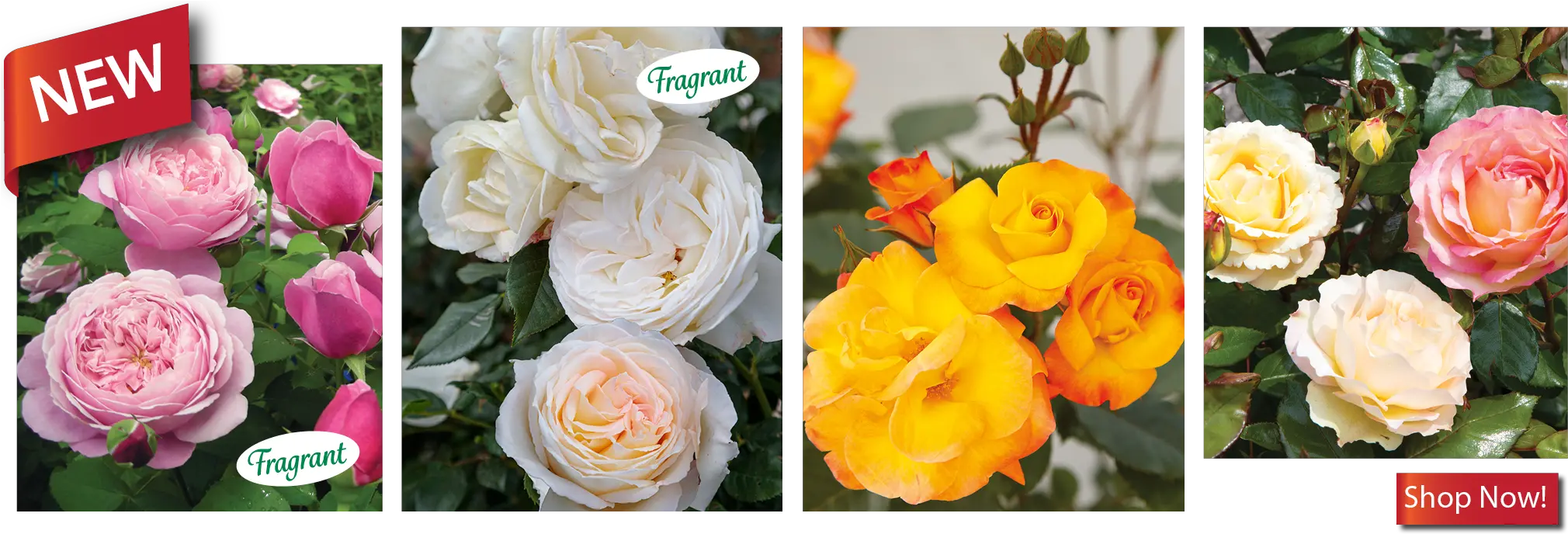 Rose Bushes Garden Catalog Png Yellow Icon
