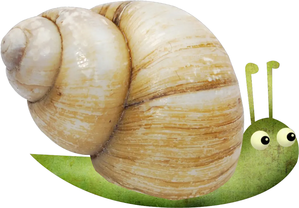 Snail Escargot Orthogastropoda Small Snail Png Download Snail Snail Png