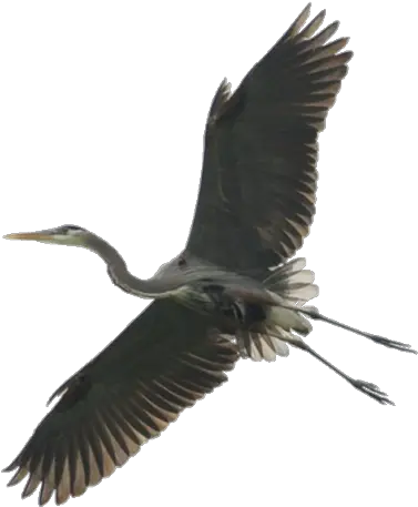 Stork Png And Vectors For Free Download Dlpngcom Heron Png Blue Bird Png