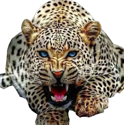 Wild Cat Transparent Image Free Png Images Jaguar Png Cat With Transparent Background
