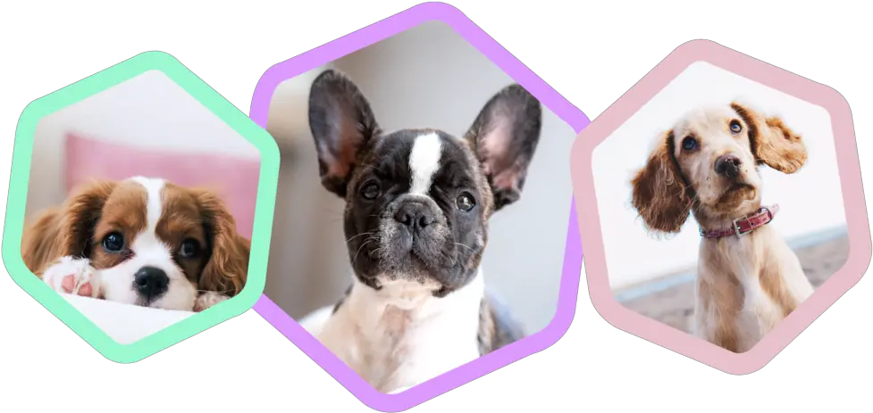 Paws For Hope French Bulldog Png Dogs Png