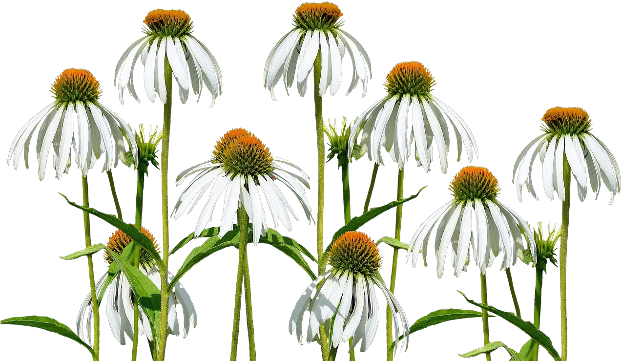 Flower Meadow Flowers Wild Free Photo On Pixabay Sweet Coneflower Transparent Background Png Wild Flowers Png