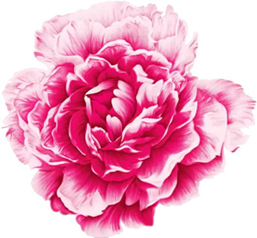 Download Peony Watercolor Png Transparent Uokplrs Watercolor Painting Peony Transparent