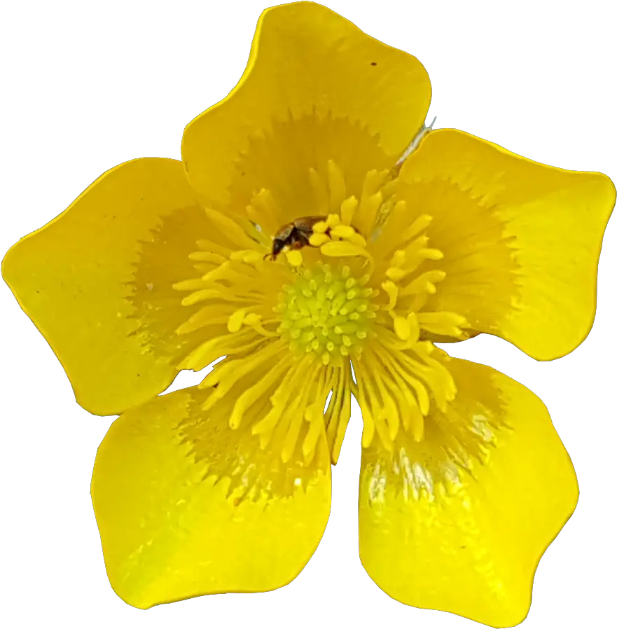 Spring Daffodils Transparent Background Flower Image Free Buttercup With Transparent Background Png Spring Background Png