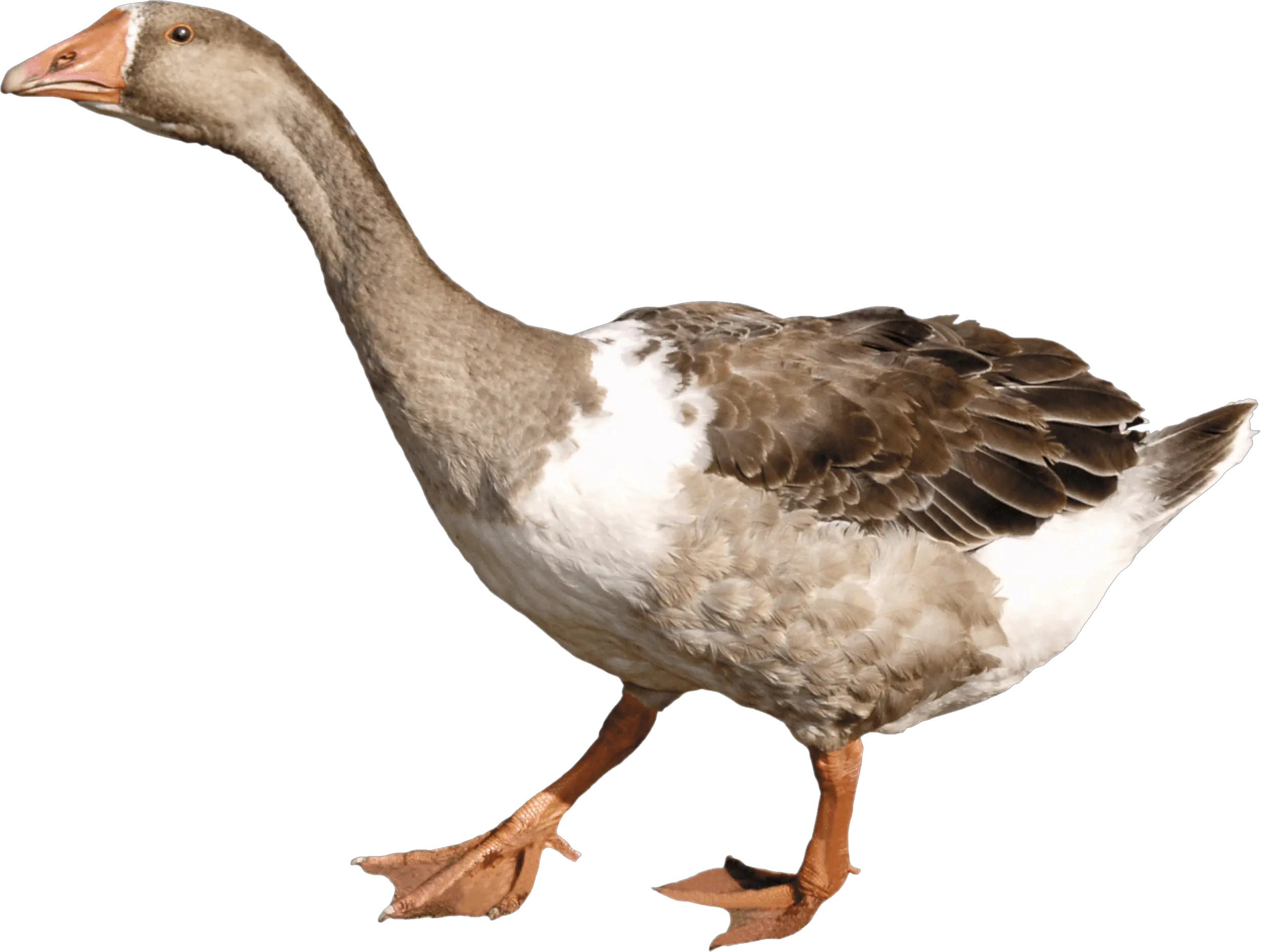 Download Free Png Duck Image Goose Png Duck Png