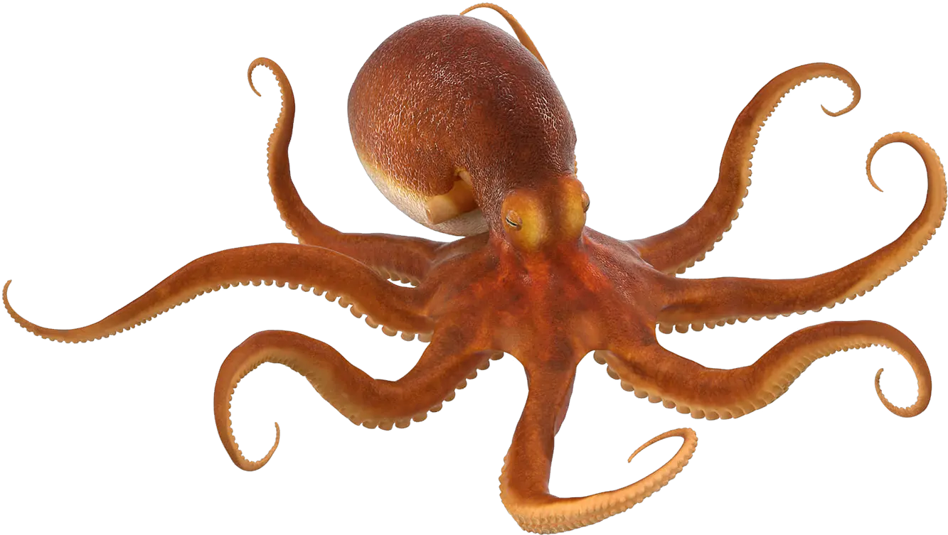 Download Free Png Octopus Octopus Png Octopus Png