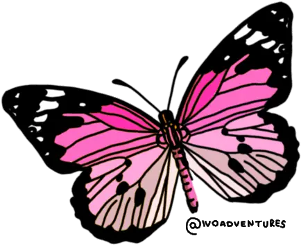 Butterfly Pink Gif Butterfly Pinkbutterfly Freedom Discover U0026 Share Gifs Clip Art Butterfly Gif Png Butterfly Gif Transparent png