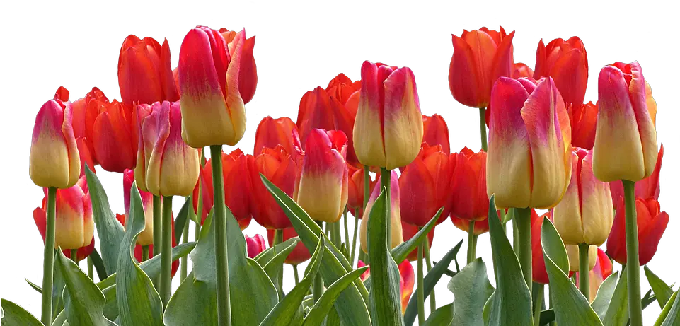 Png Bunga Tulip Transparent Tulippng Images Pluspng Flower Nature Good Morning Real Flowers Png