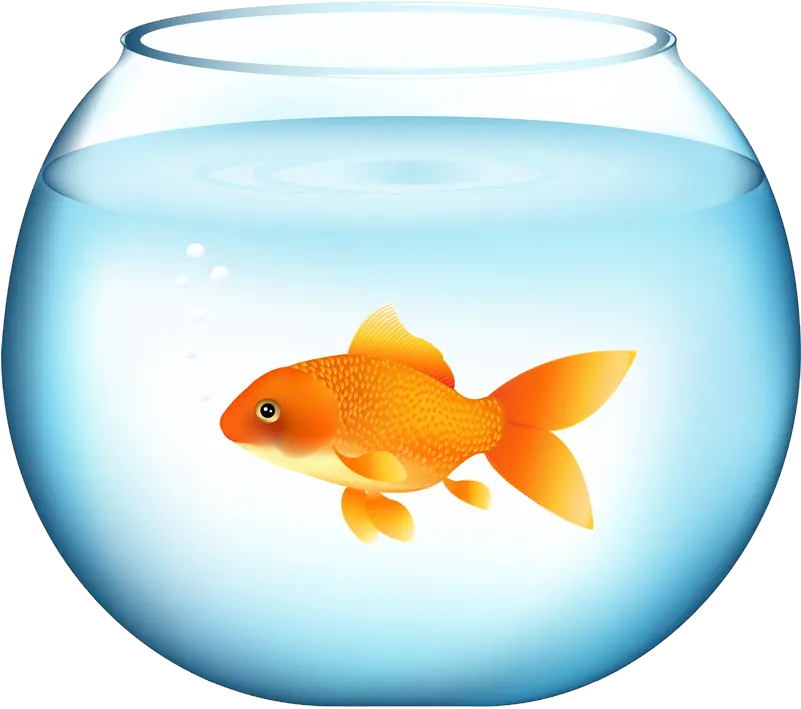 Png Download Image Aquarium With A Goldfish Goldfish Transparent Background