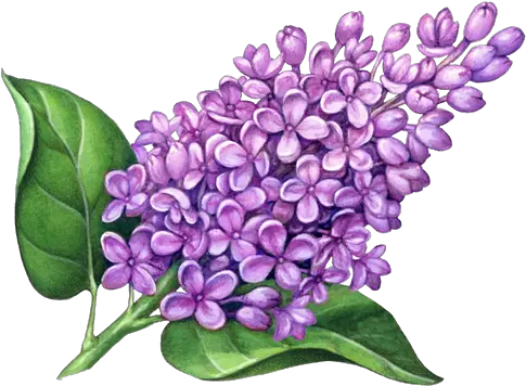 Lilac Flower Transparent Png Clipart Lilac Flower Drawing Lilac Png