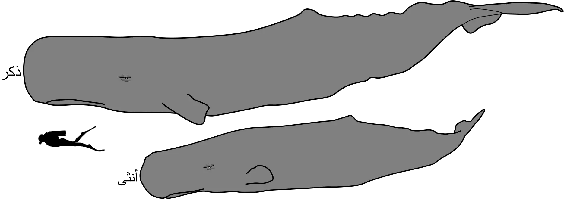 Download Sperm Whale Male And Female Size Ar Sperm Whale Sperm Whale Male Vs Female Png Sperm Png