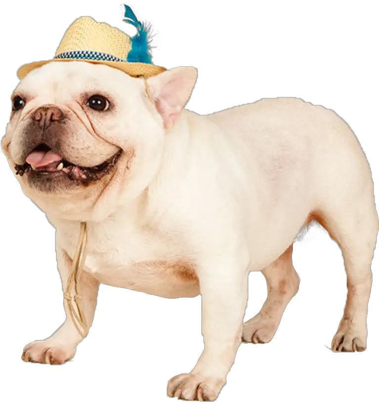 Download Cowdog Toy Bulldog Full Size Png Image Pngkit Toy Bulldog Bulldog Transparent Background