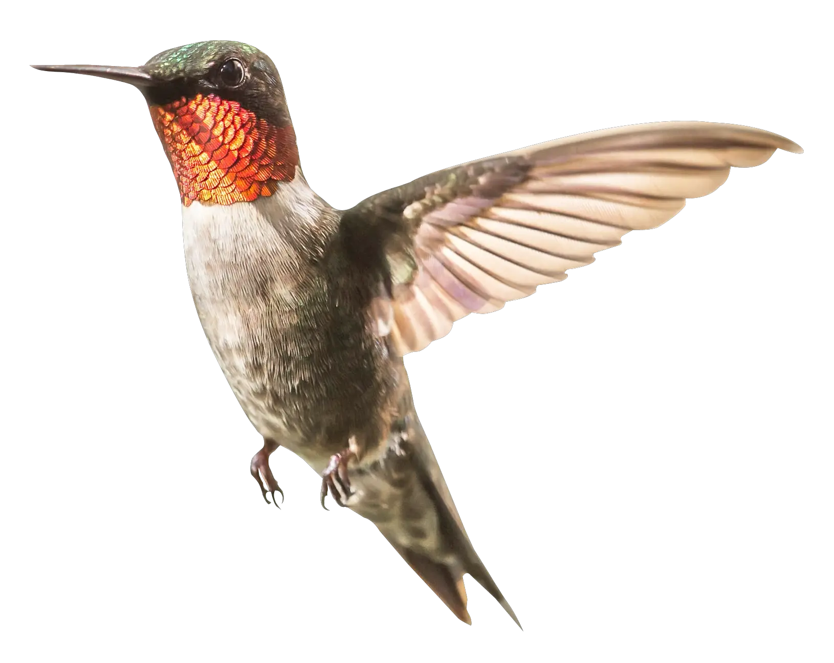 Free Transparent Cc0 Png Image Hummingbird Png Hummingbird Png