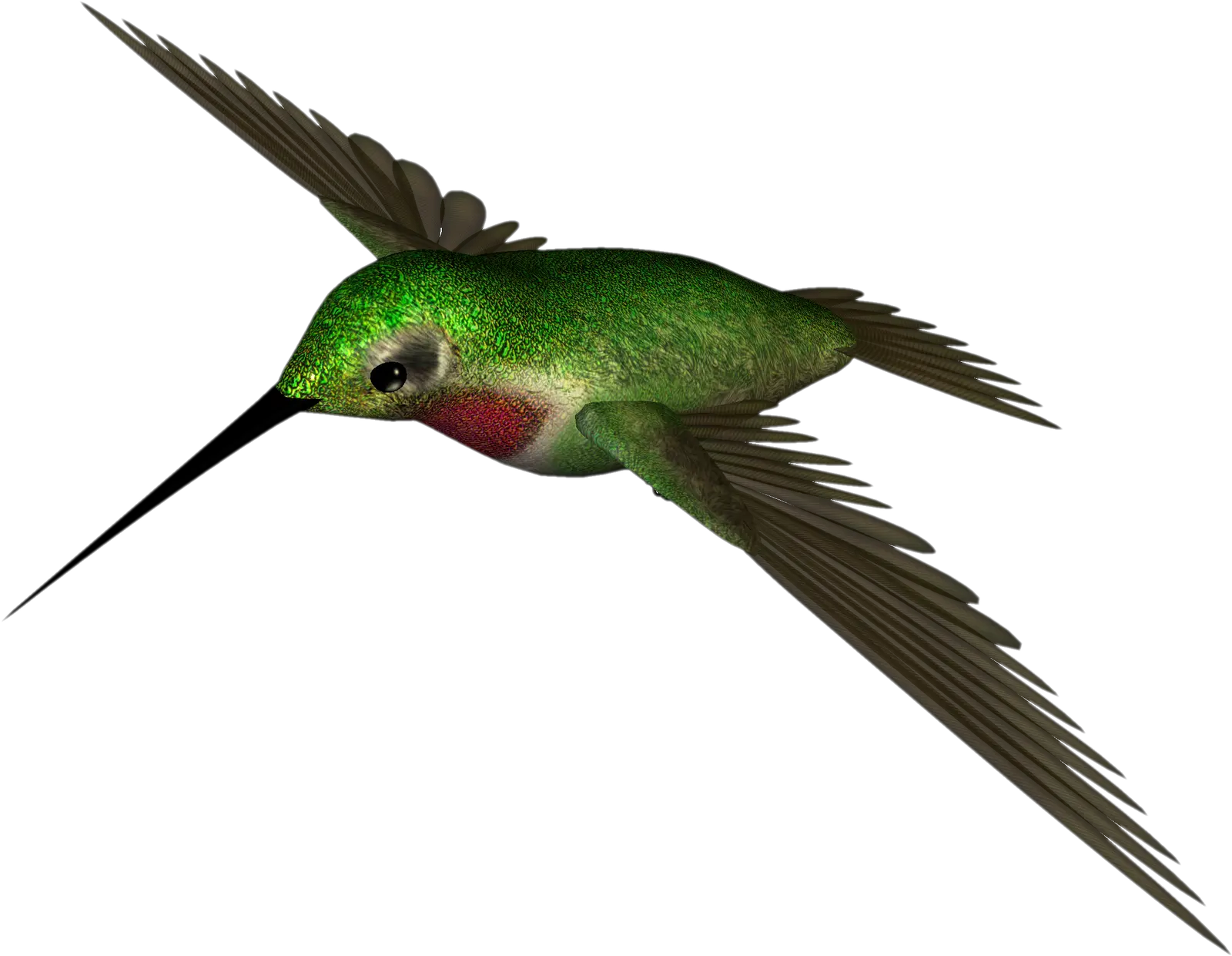 Hummingbird Png Free Background Rufous Hummingbird Hummingbird Png