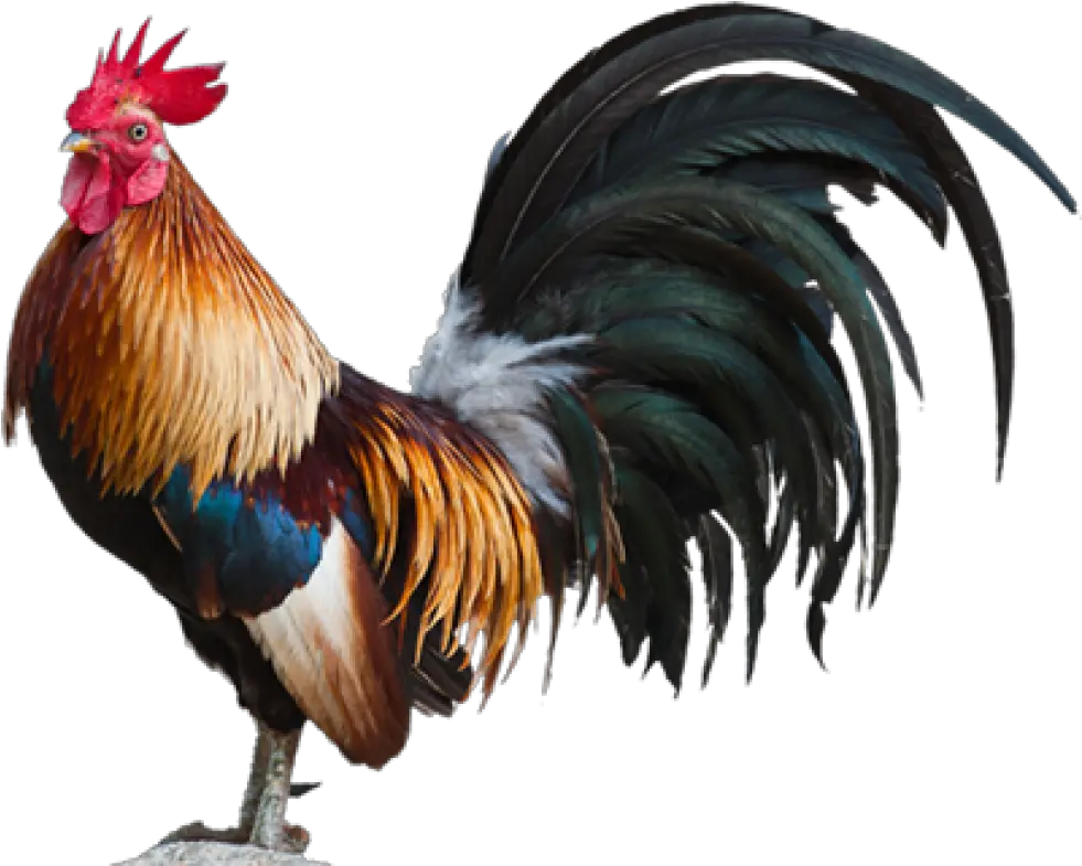 Fighting Rooster Png 1 Image Rooster Png Rooster Png