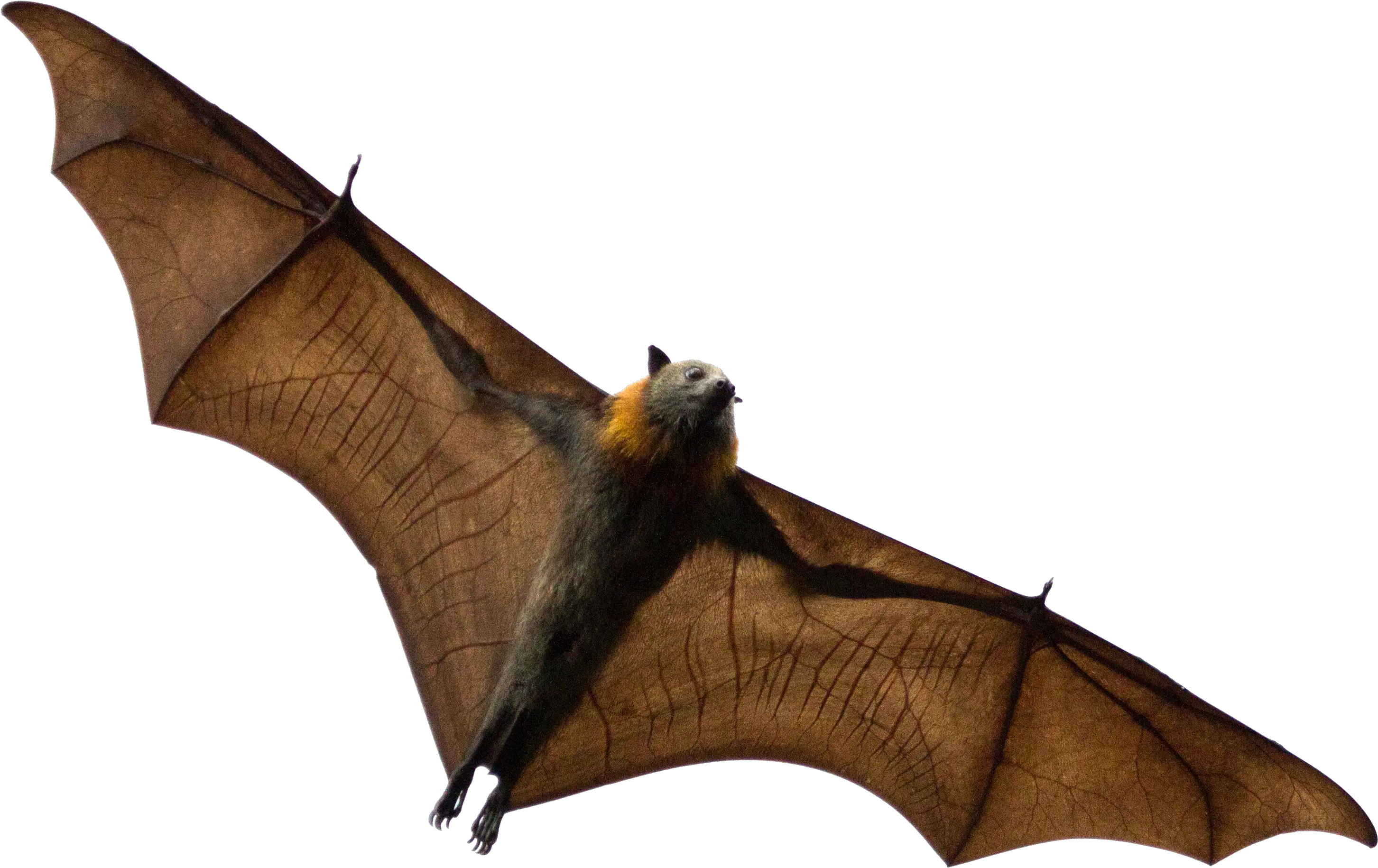 Bat Transparent File Sydney Png Bat Transparent