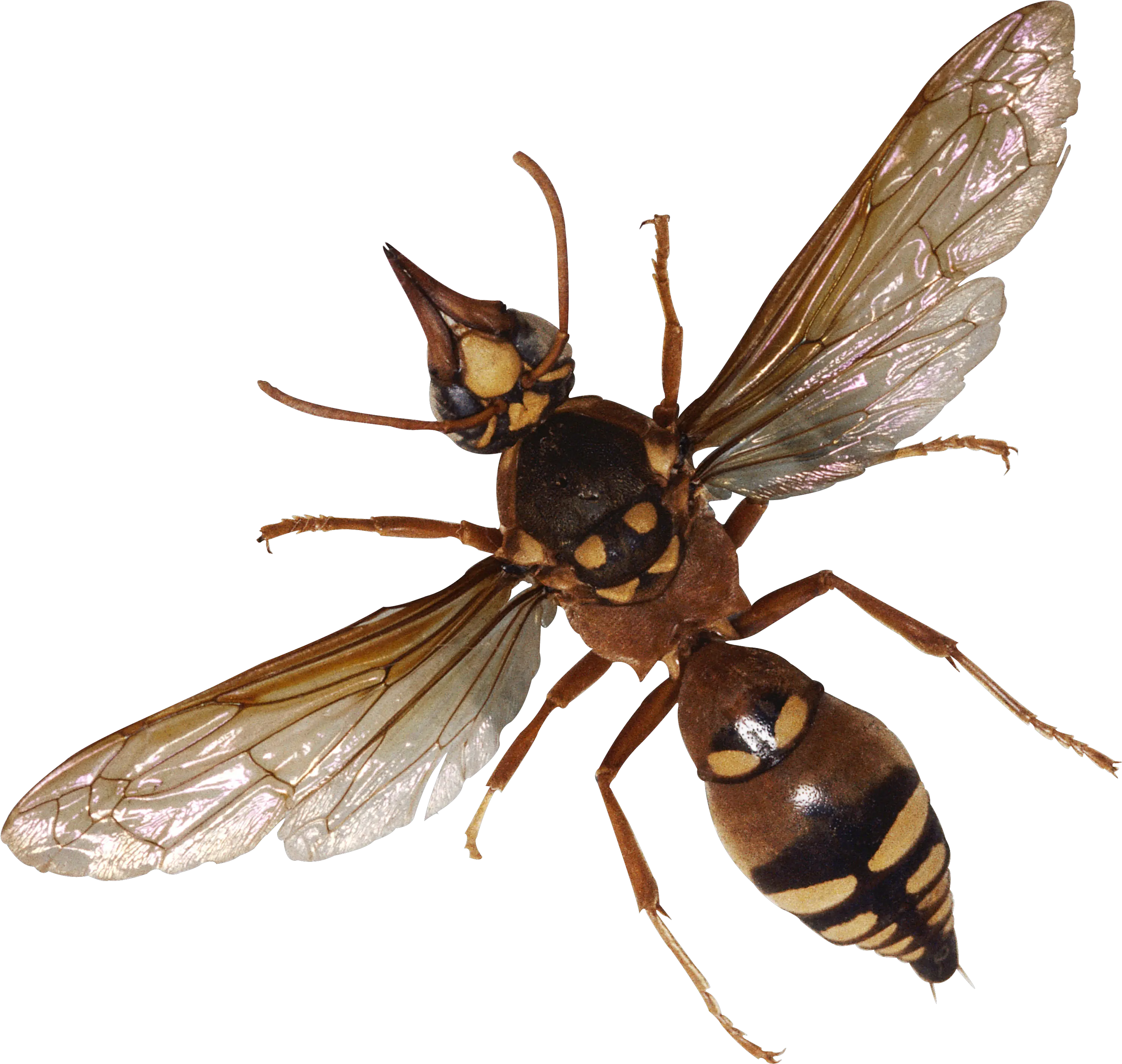 Bugs Png