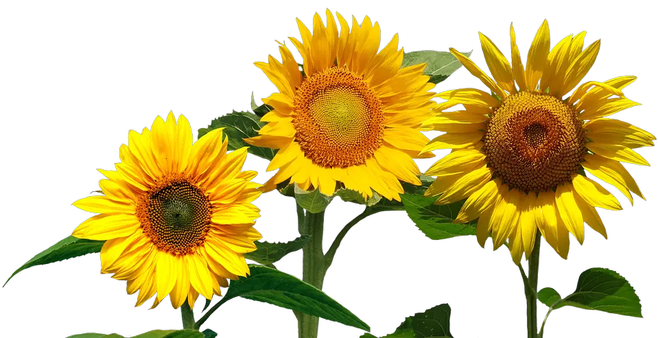 Sunflowers Png Cafepress Samsung Galaxy S8 Case Modelos De Convite De Girassol Samsung Galaxy S8 Png