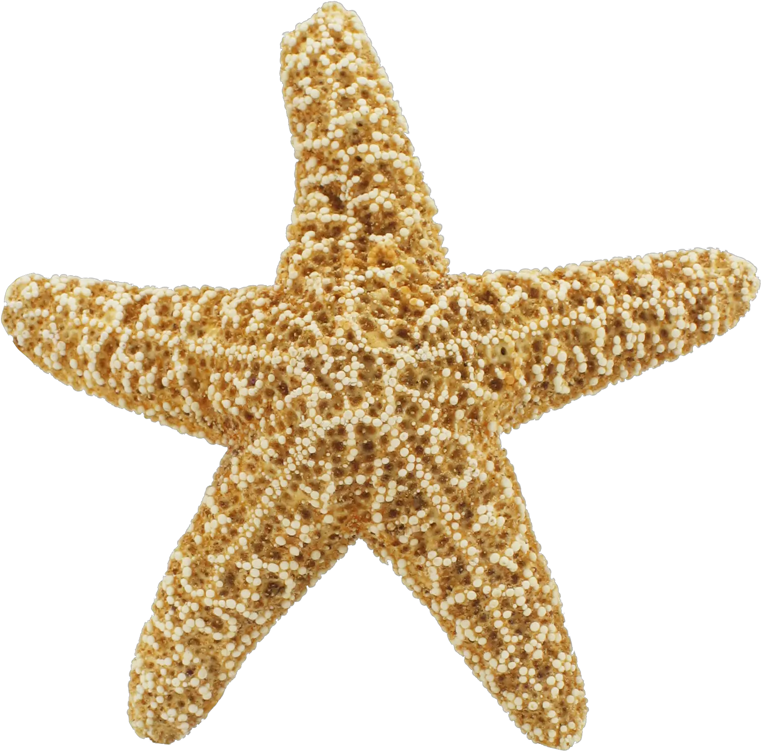 Starfish Download Png Image Starfish Png Starfish Transparent