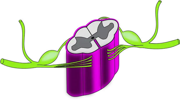 Ch13 Spinal Cord Closeup Dorsal Horn Lateral Horn Ventral Horn Dorsal Colunm Png Cord Png