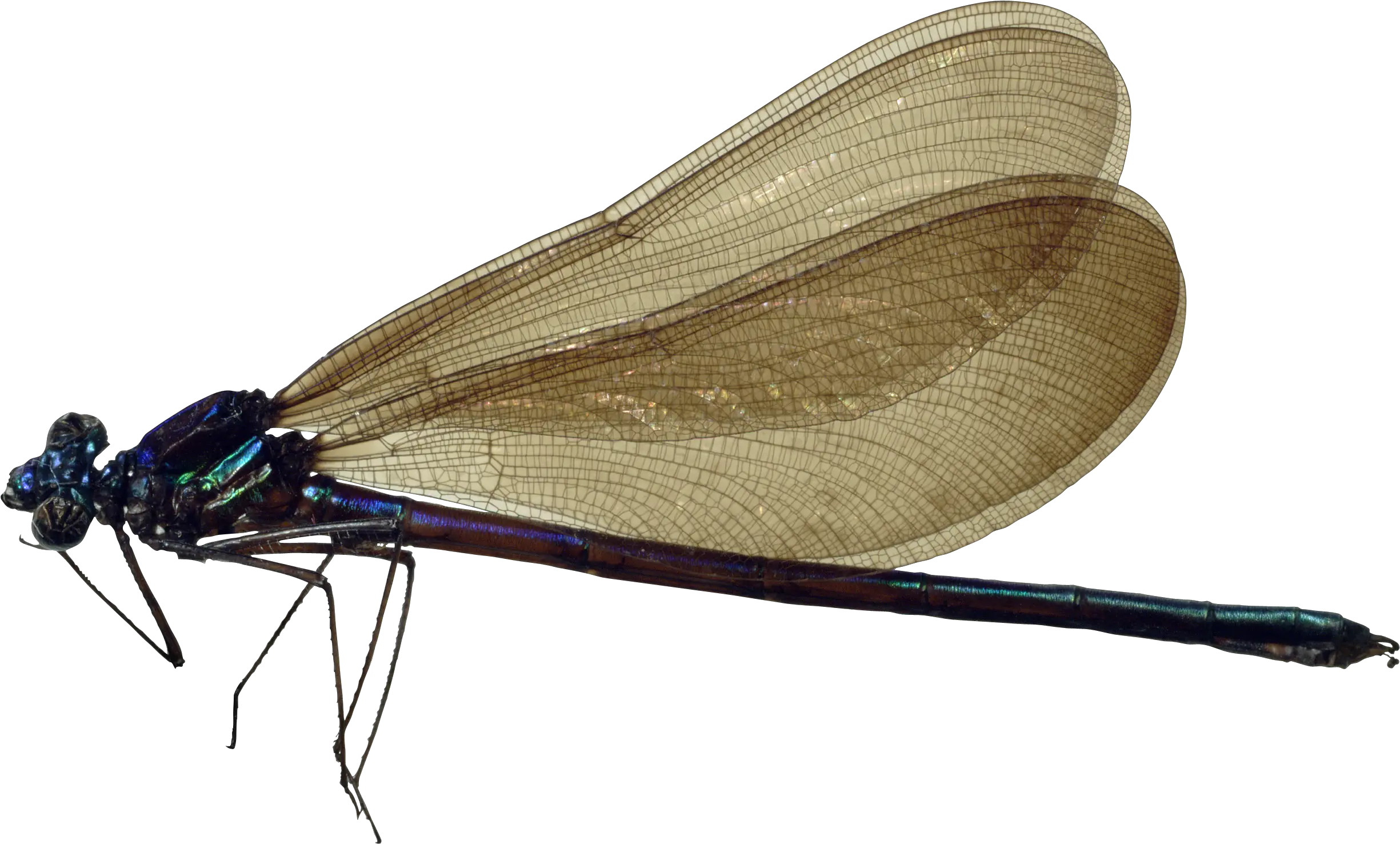 Dragonfly Png Dragonfly Png Dragonfly Png