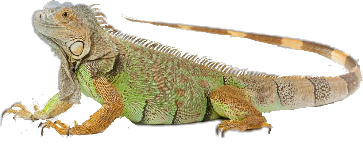 Download Imagenes Iguana Png Image With Iguana Png Iguana Png