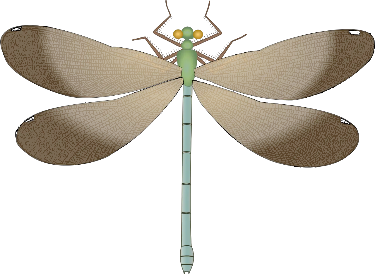Download Dragonfly Png Image For Free Cc0 Dragonfly Dragonfly Png