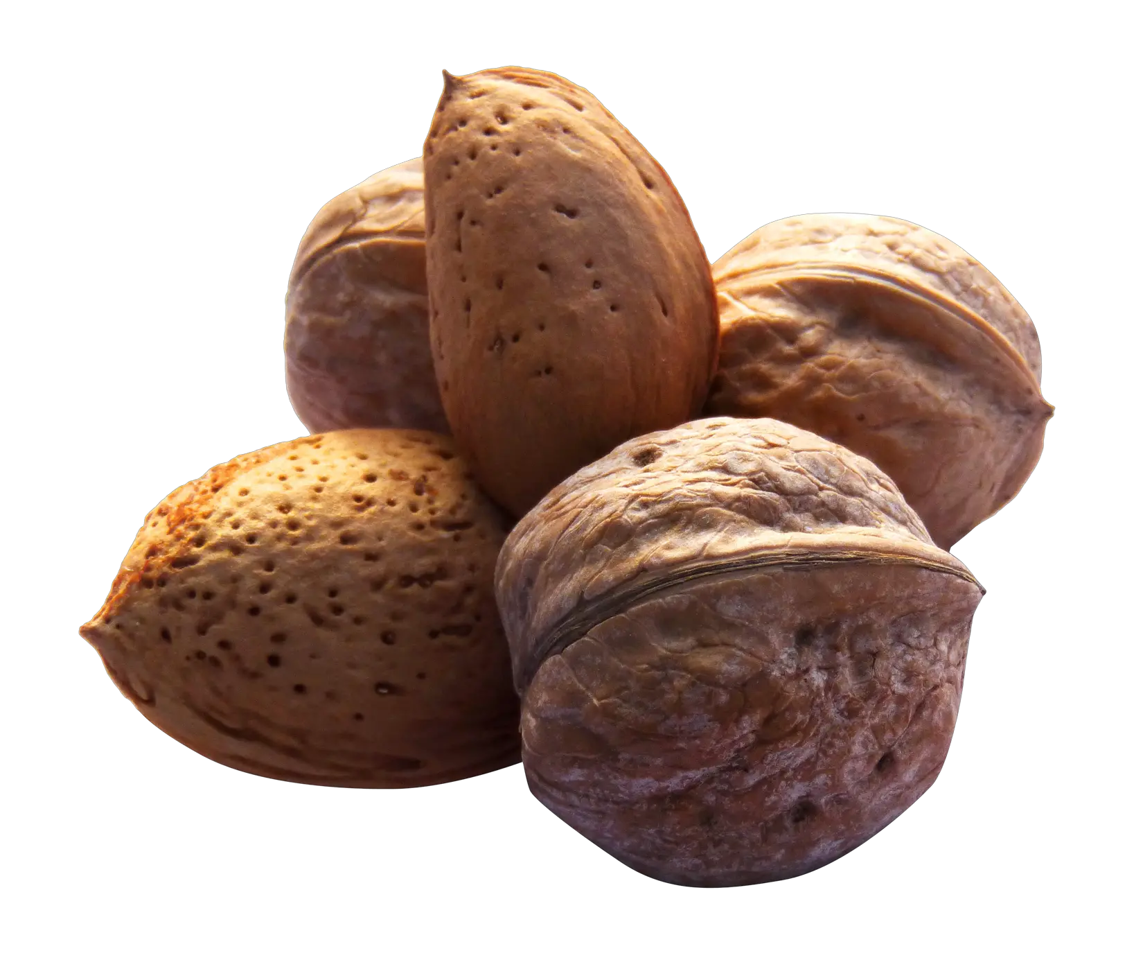 Png Walnut Transparent Nuts Walnut Transparent
