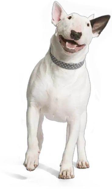 A Comfortable Recovery Dog Smiling Png Transparent Dog Png