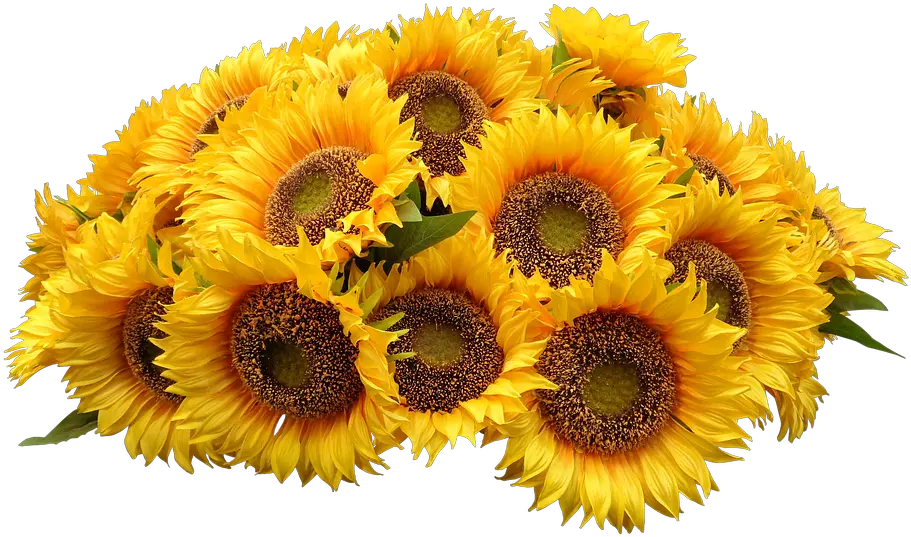 Purple Flowers Bunches Of Free Photo On Pixabay Bouquet Of Sunflowers Png Flower Bunch Png