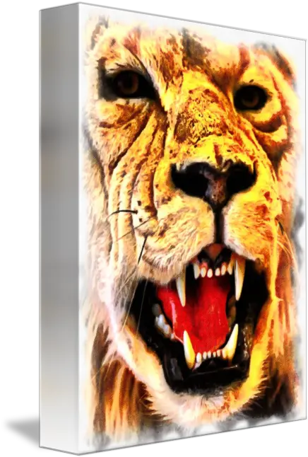 Lions Roar By Allan Davis Png Lion