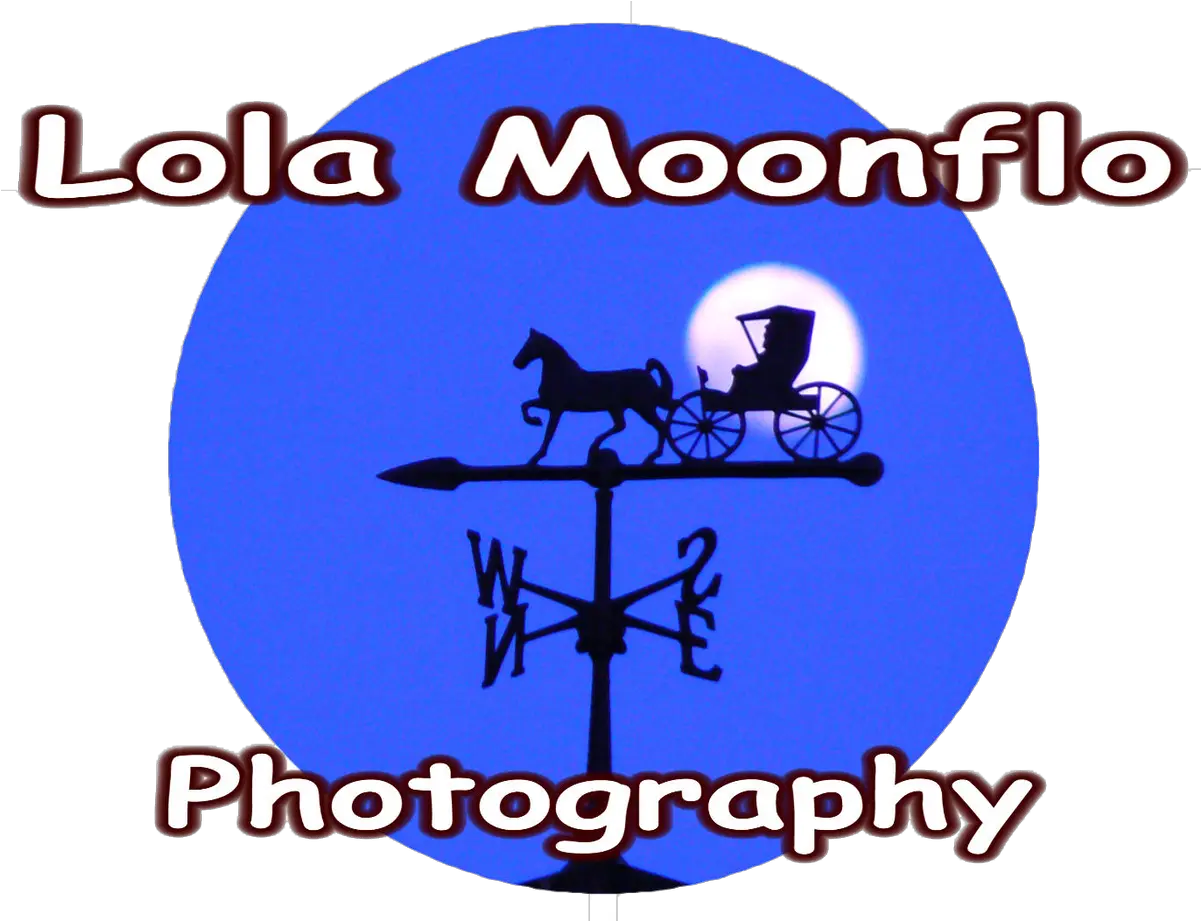 001 Cushions Hummingbird Dart U2013 Lola Moonflo Art Asphalt Png Weathervane Icon