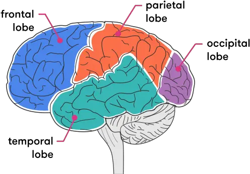 Getting Our Head Around The Brain Curious Look At The Mind Illustration Below Which One Is The Temporal Lobe Png Medical Brain Icon