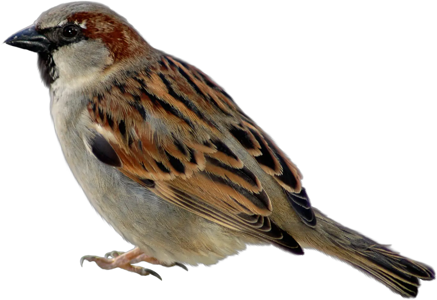 Sparrow Png Images Free Download Sparrow Png Sparrow Png