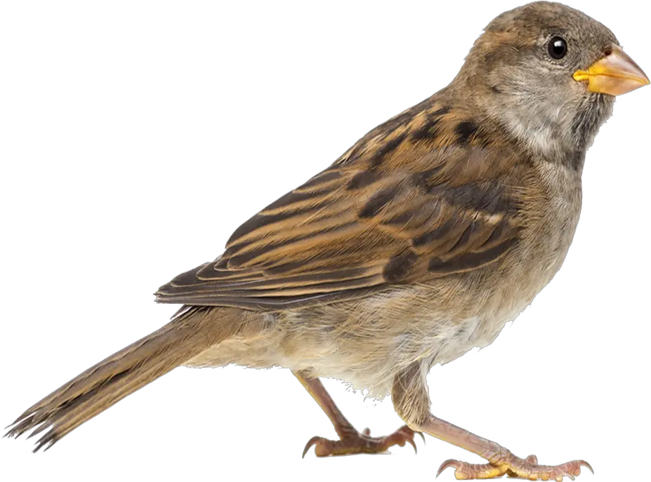 Png Sparrow Transparent Background Sparrow Png Sparrow Png