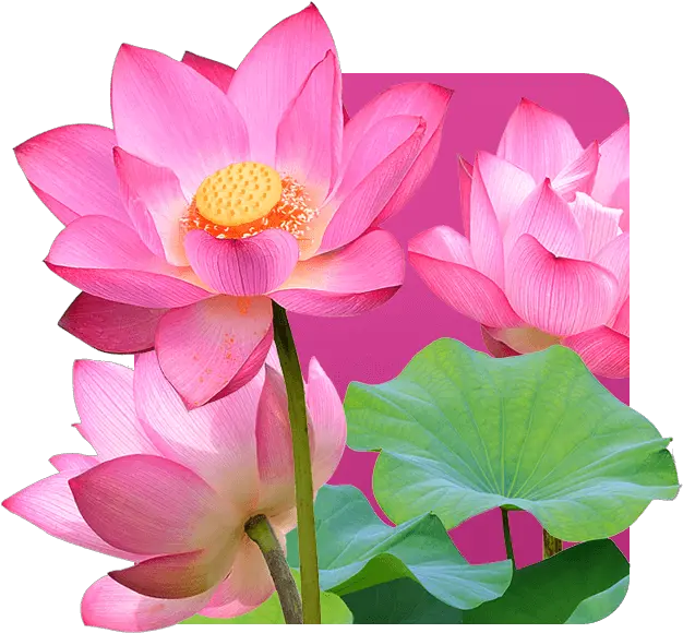 Lotus Flower Is The Symbol Of Vietnam Emergent Vegetation Png Lotus Flower Transparent